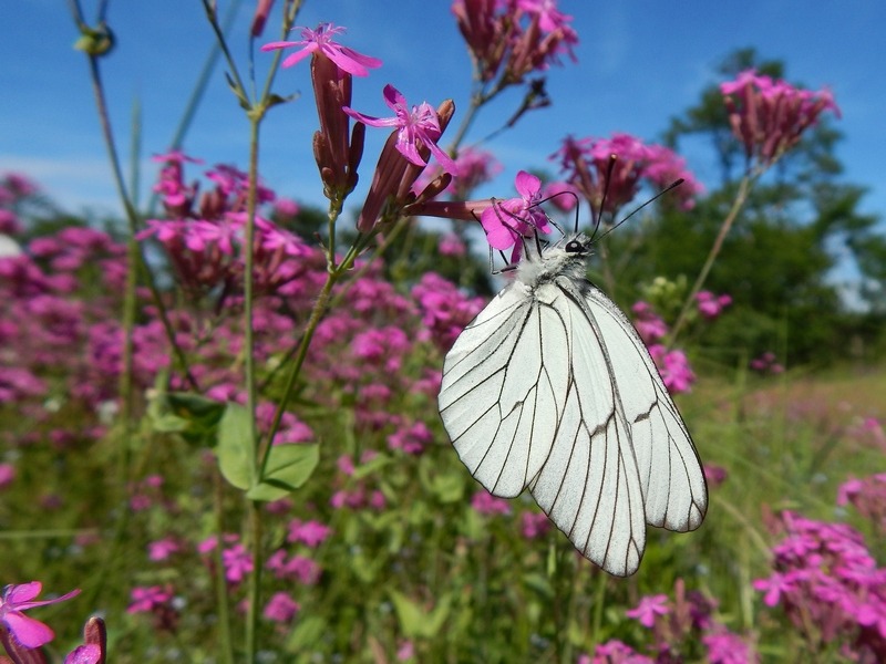 Apoteosi di Aporia crataegi